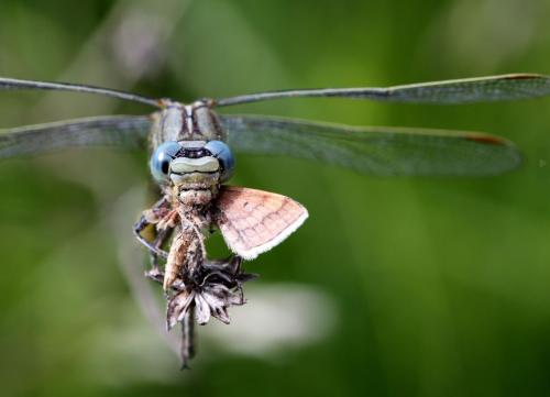 Réf. 337 138 : Scopula rubiginata